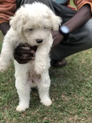 1-3 months Female Purebred Maltese
