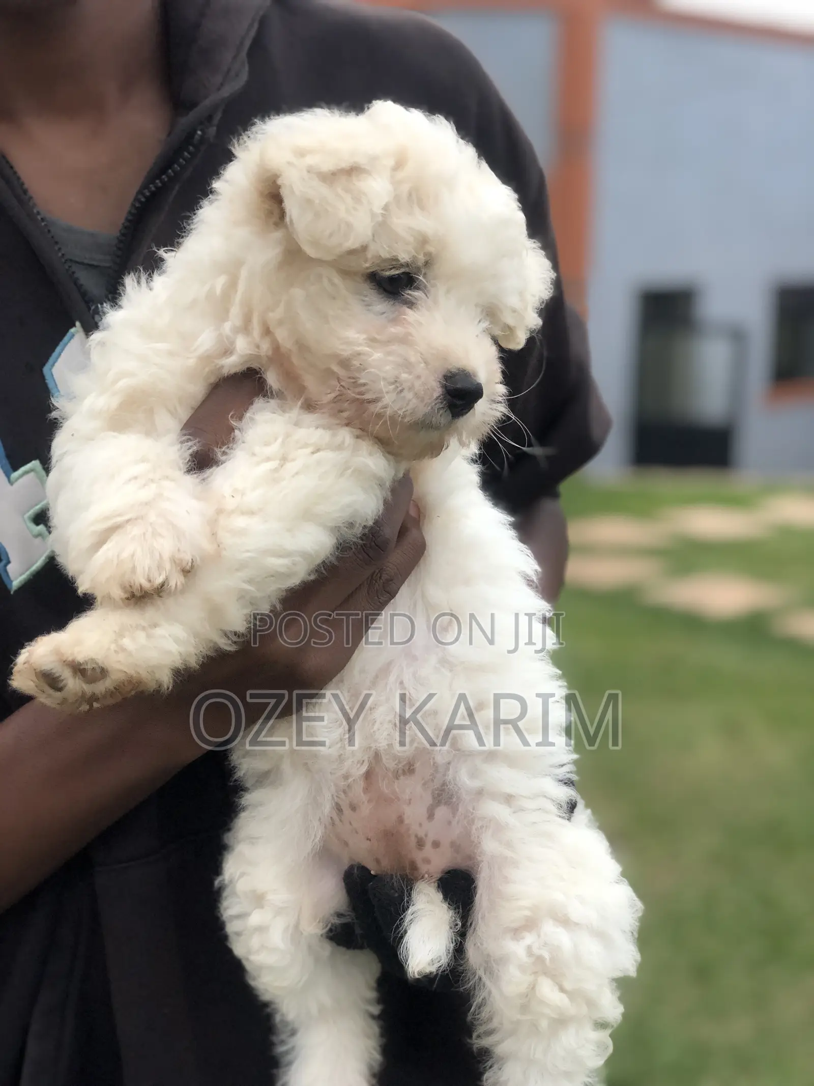 1-3 months Female Purebred Maltese