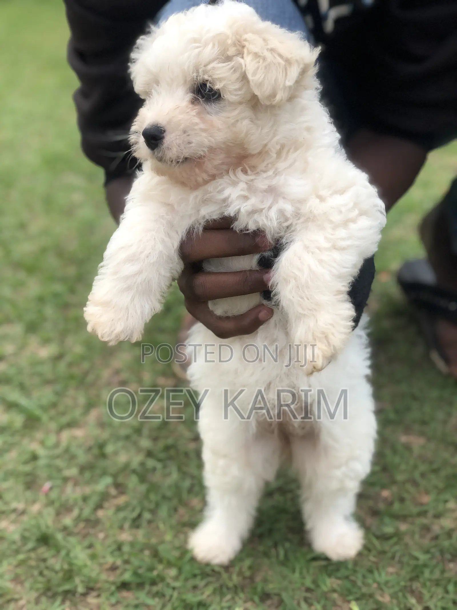 1-3 months Female Purebred Maltese