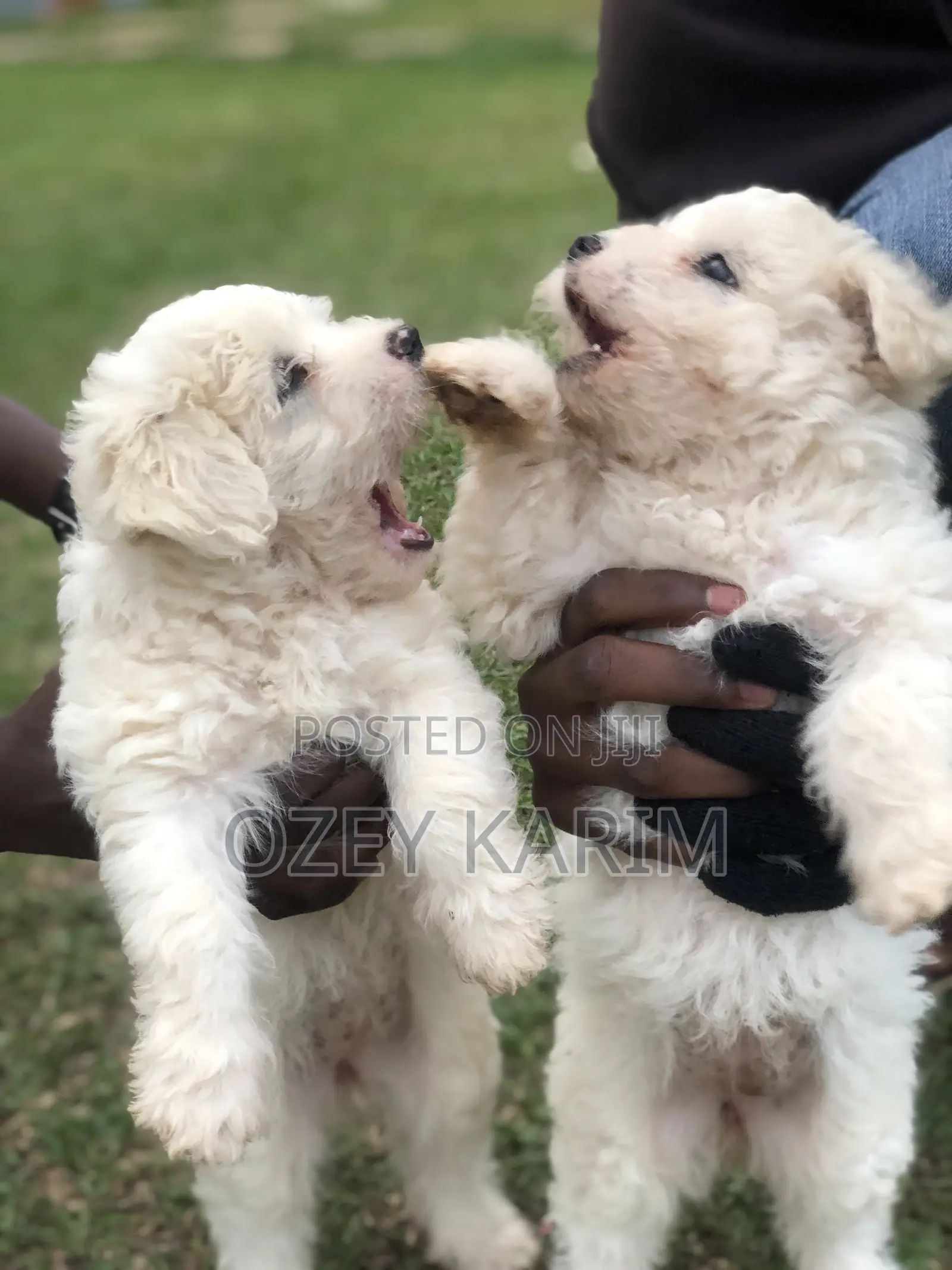1-3 months Female Purebred Maltese