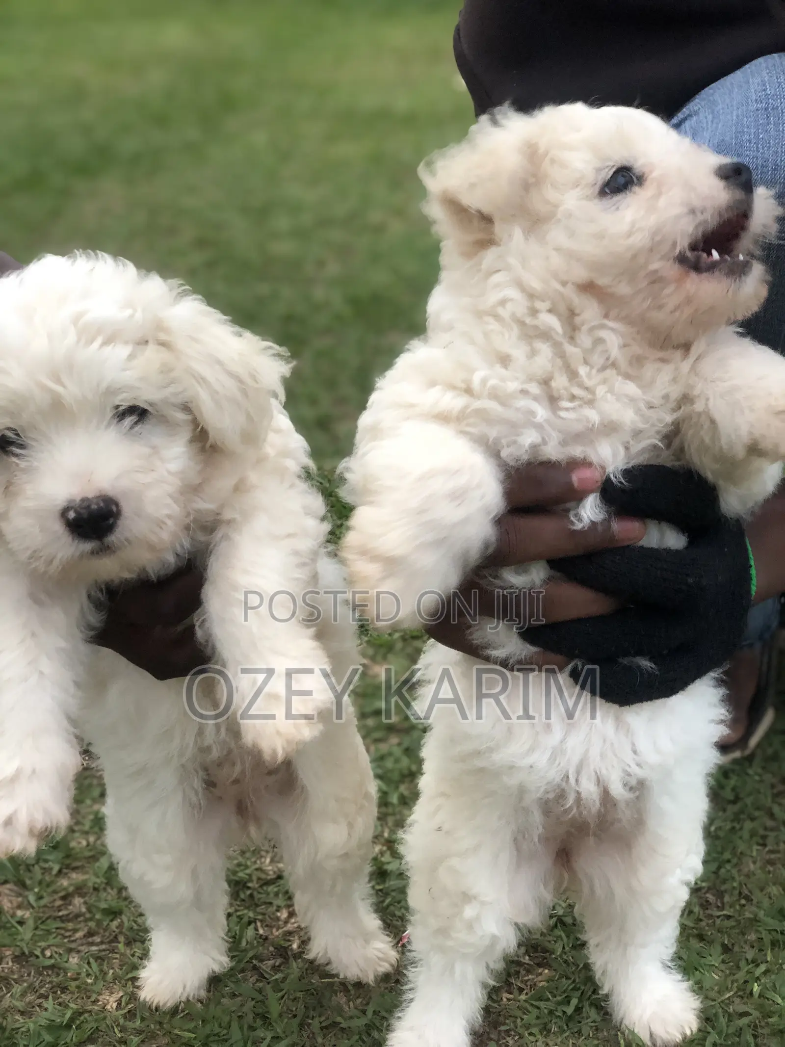1-3 months Female Purebred Maltese