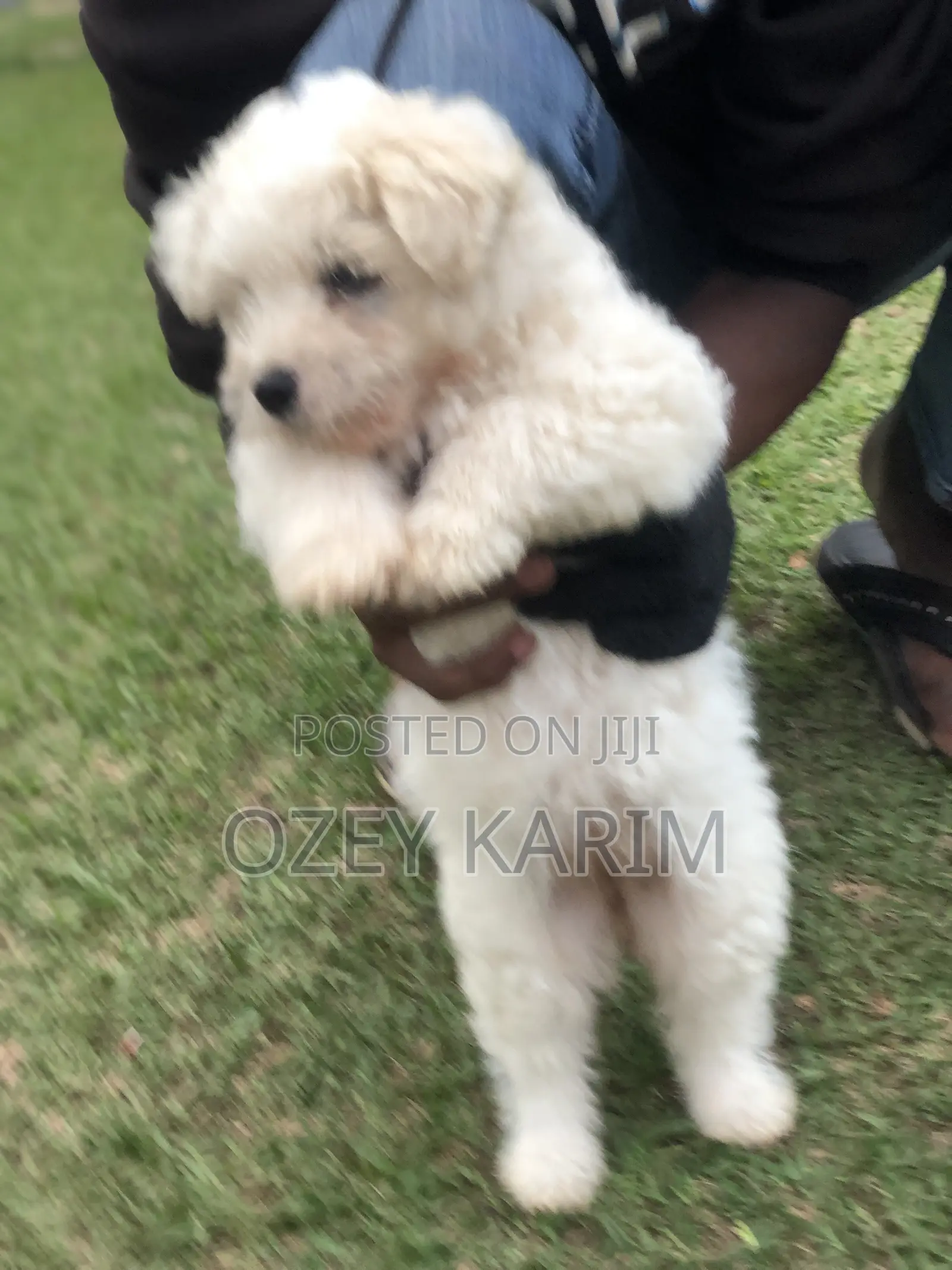 1-3 months Female Purebred Maltese