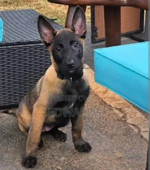 3-6 months Male Purebred Belgian Malinois