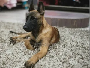 3-6 months Male Purebred Belgian Malinois