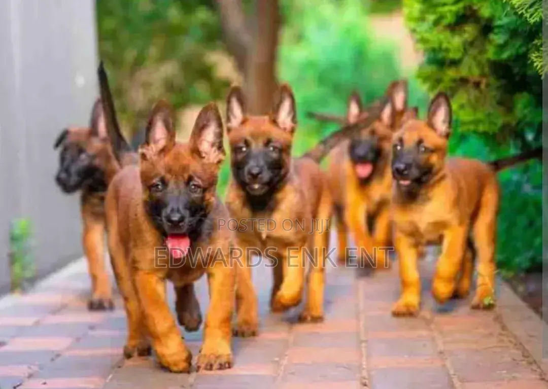 1-3 months Female Purebred Belgian Malinois