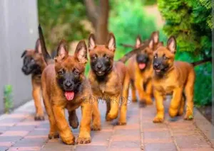 1-3 months Female Purebred Belgian Malinois