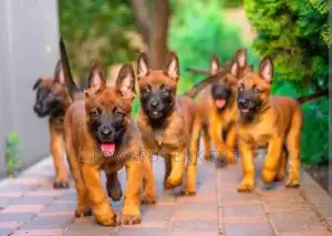 1-3 months Female Purebred Belgian Malinois