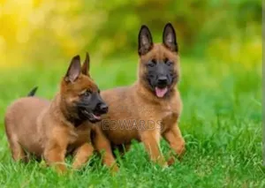 1-3 months Female Purebred Belgian Malinois
