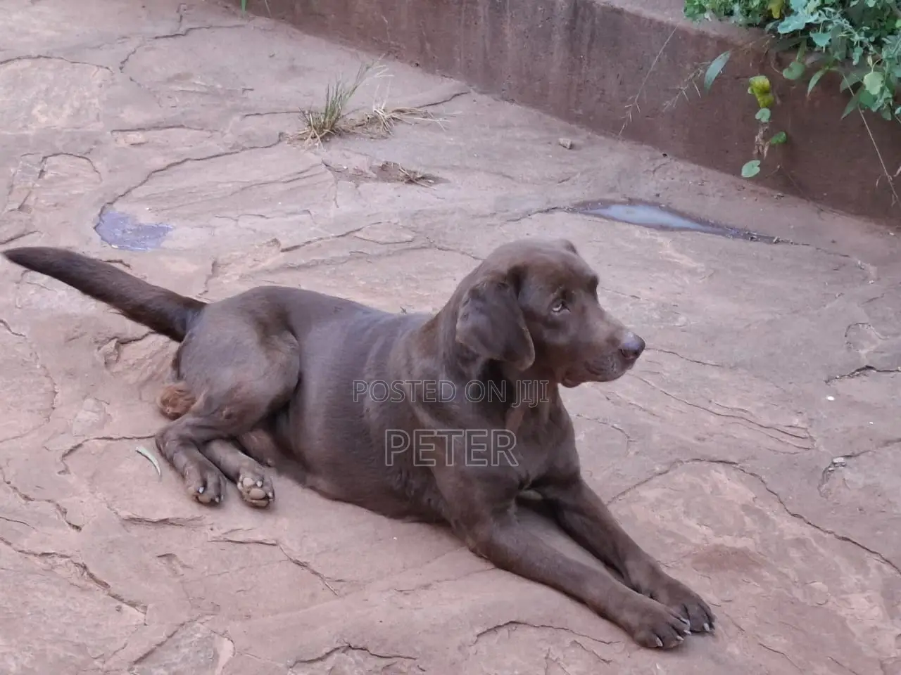 1+ year Female Purebred Labrador Retriever