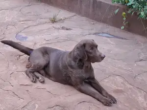 1+ year Female Purebred Labrador Retriever