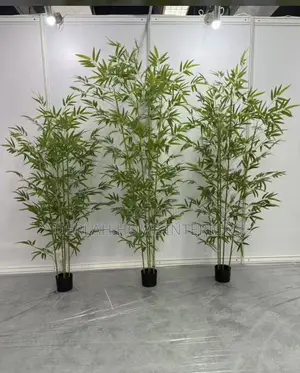 Plants and Flowers ( Bamboo)