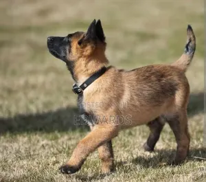 1-3 months Male Purebred Belgian Malinois