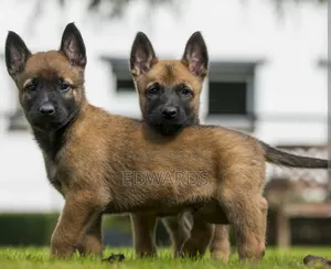1-3 months Male Purebred Belgian Malinois