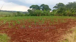 10 Acres of Land With River Nile Views, Jinja City, at 45m an Acre