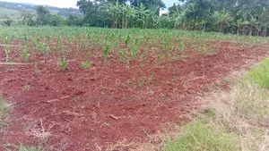 10 Acres of Land With River Nile Views, Jinja City, at 45m an Acre