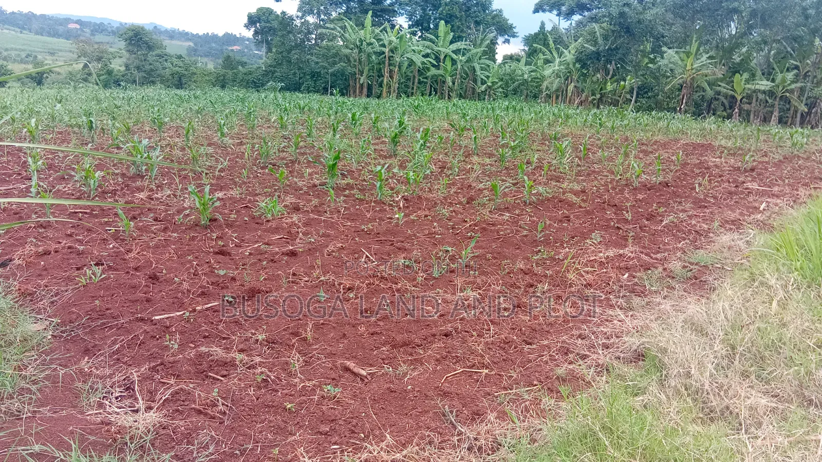 10 Acres of Land With River Nile Views, Jinja City, at 45m an Acre