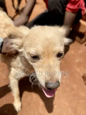 1-3 months Male Mixed Breed Jack Russell Terrier