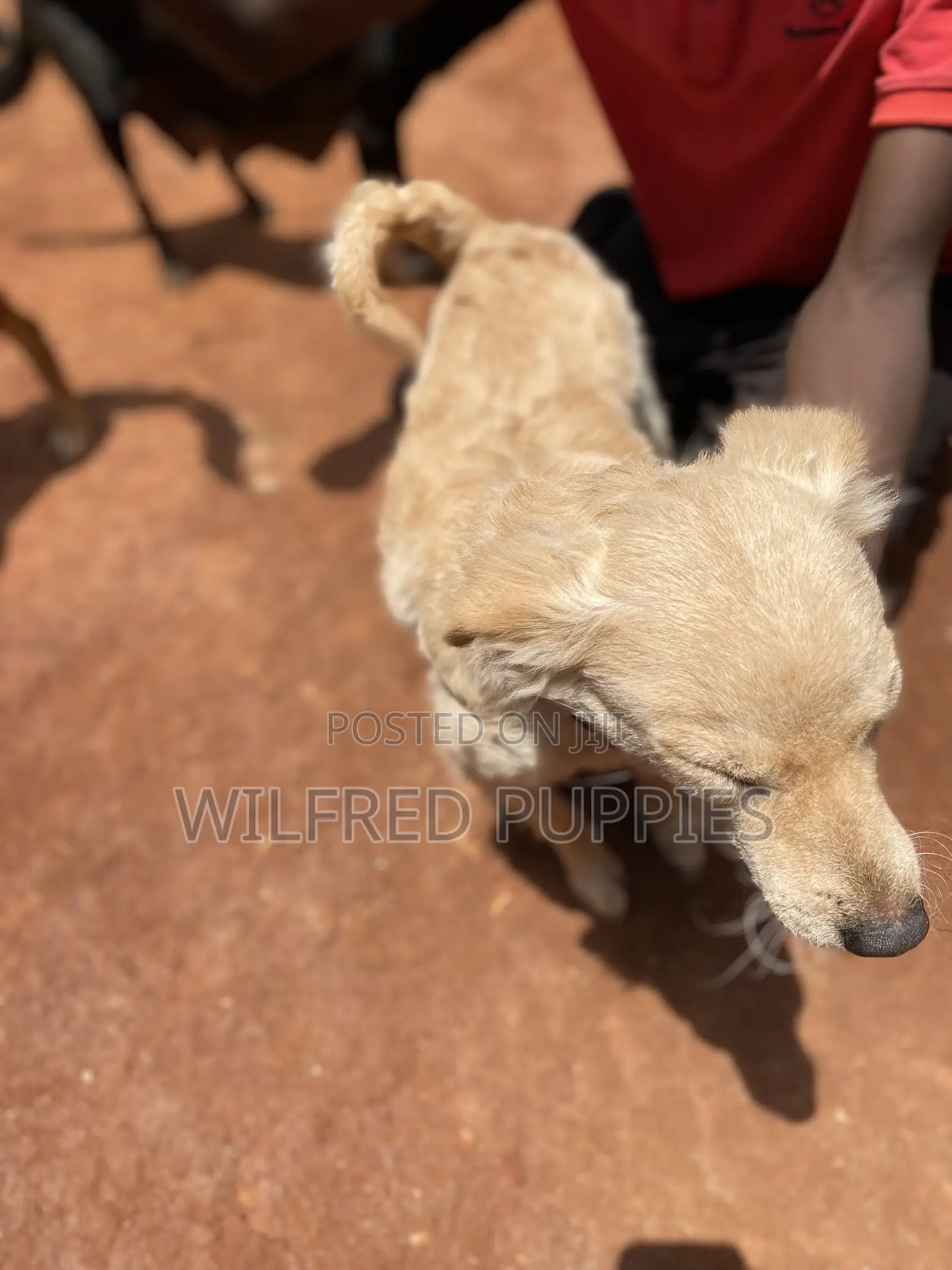 1-3 months Male Mixed Breed Jack Russell Terrier