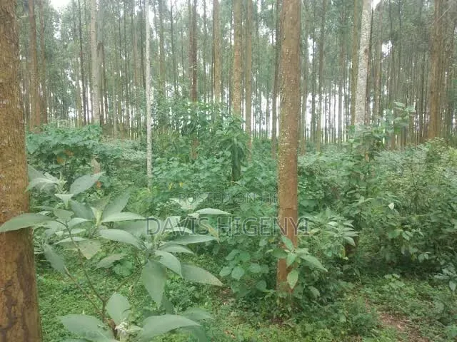 11 Acres for Sale Bombo Kalule