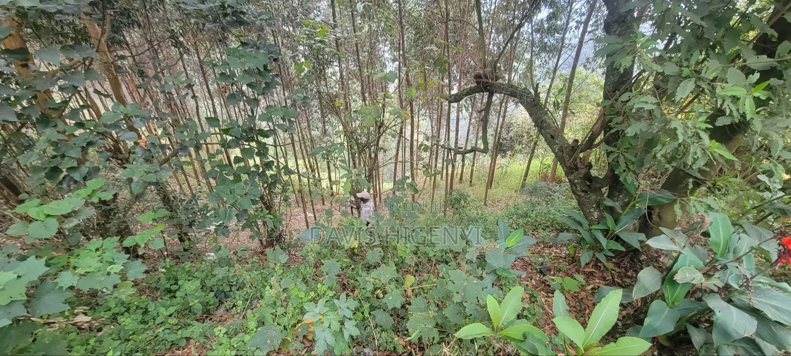 11 Acres for Sale Bombo Kalule