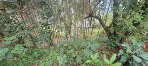 11 Acres for Sale Bombo Kalule