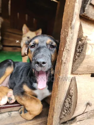 1-3 months Female Mixed Breed Doberman Pinscher