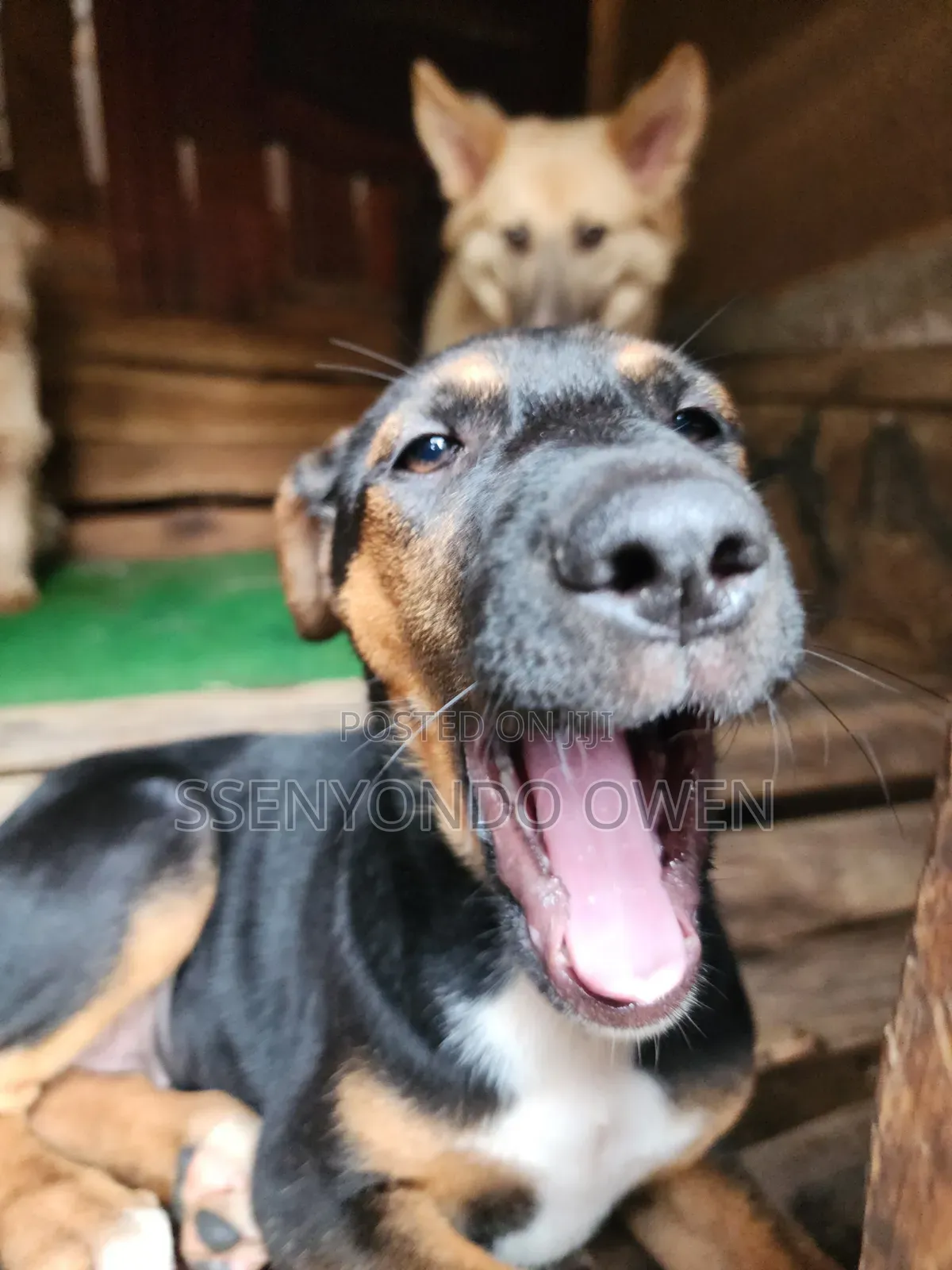 1-3 months Female Mixed Breed Doberman Pinscher