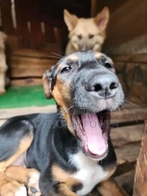1-3 months Female Mixed Breed Doberman Pinscher