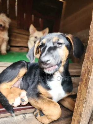 1-3 months Female Mixed Breed Doberman Pinscher