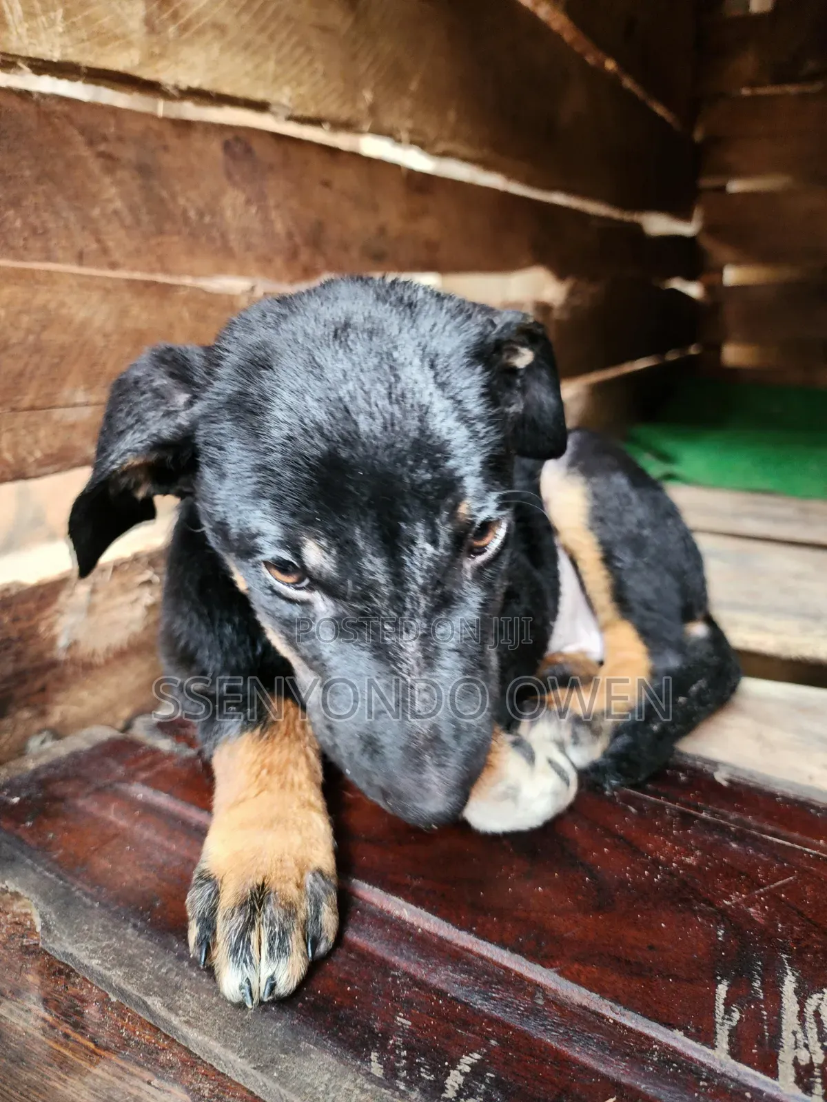 1-3 months Female Mixed Breed Doberman Pinscher