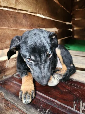 1-3 months Female Mixed Breed Doberman Pinscher