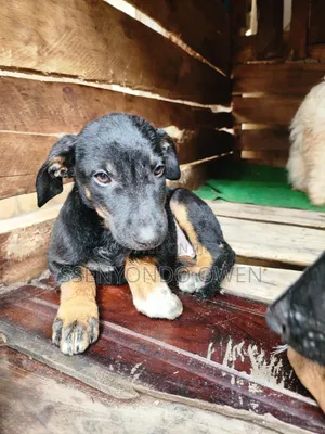 1-3 months Female Mixed Breed Doberman Pinscher