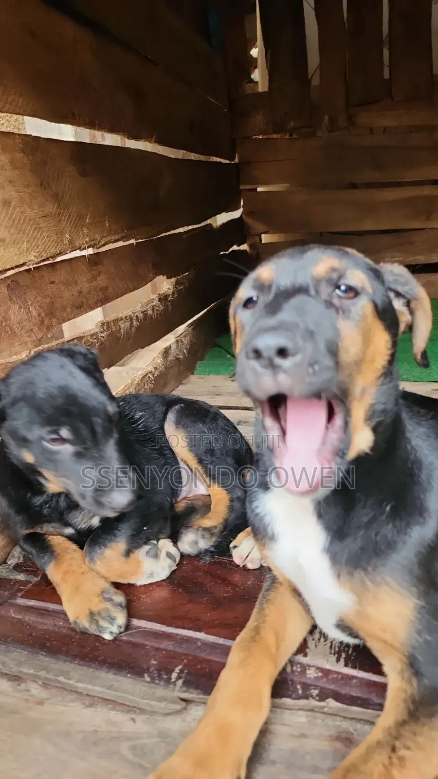 1-3 months Female Mixed Breed Doberman Pinscher