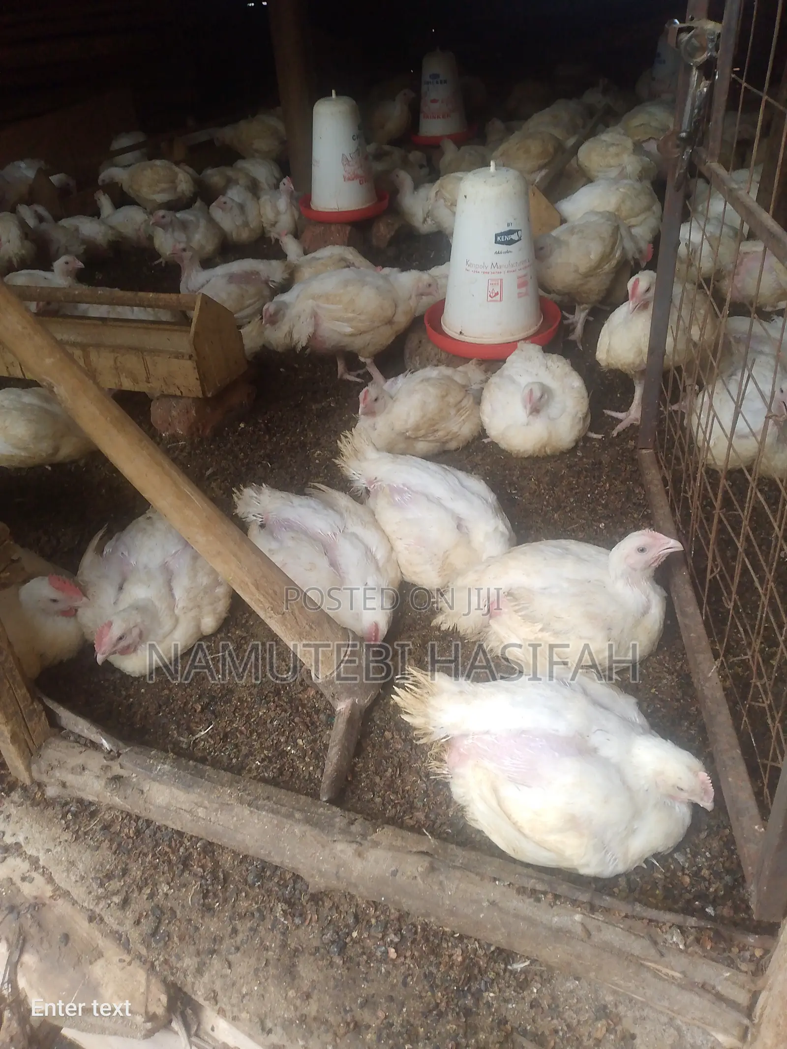 Terminal Chicken Farming