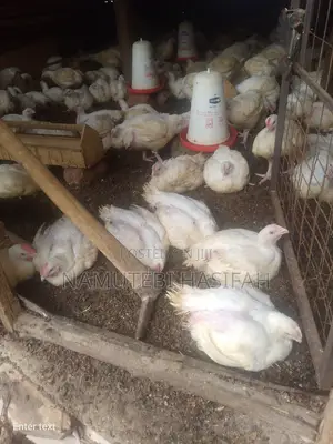 Terminal Chicken Farming