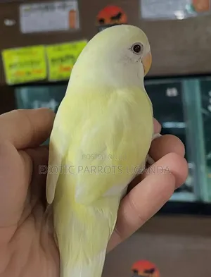 Budgies Freecage