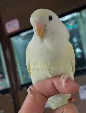 Trained and Friendly Only