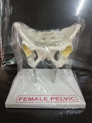 Femal Pelvic