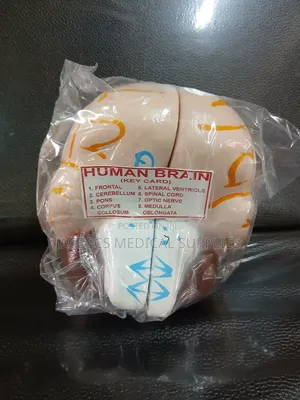 Human Brain Model