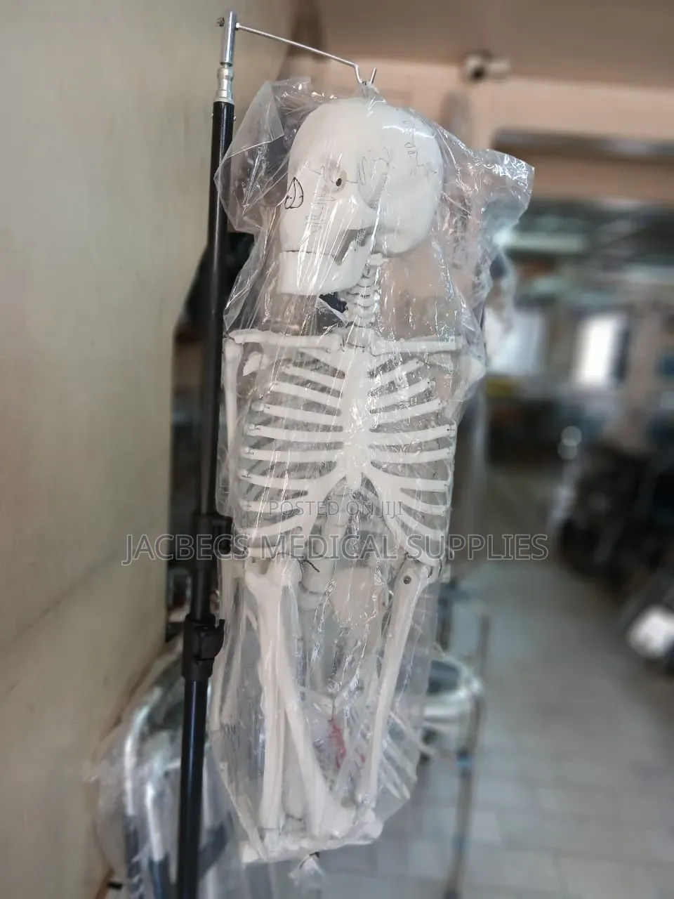 Human Skeleton Model