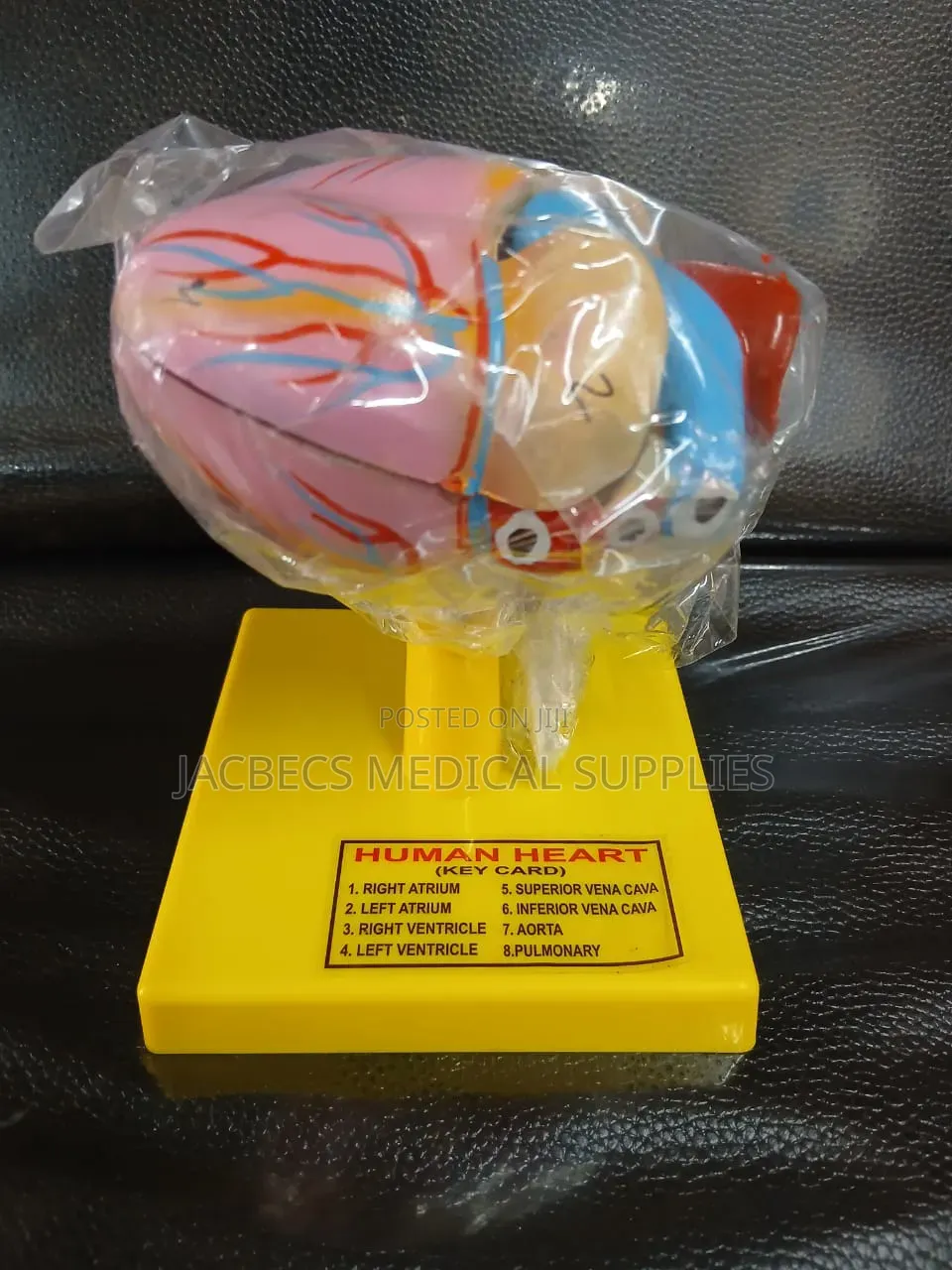 Human Heart Model