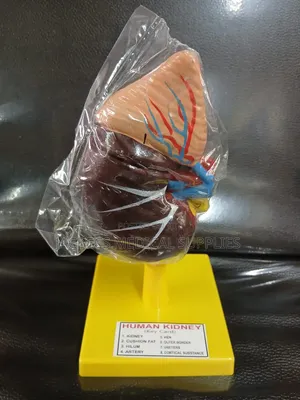 Human Kidney Model