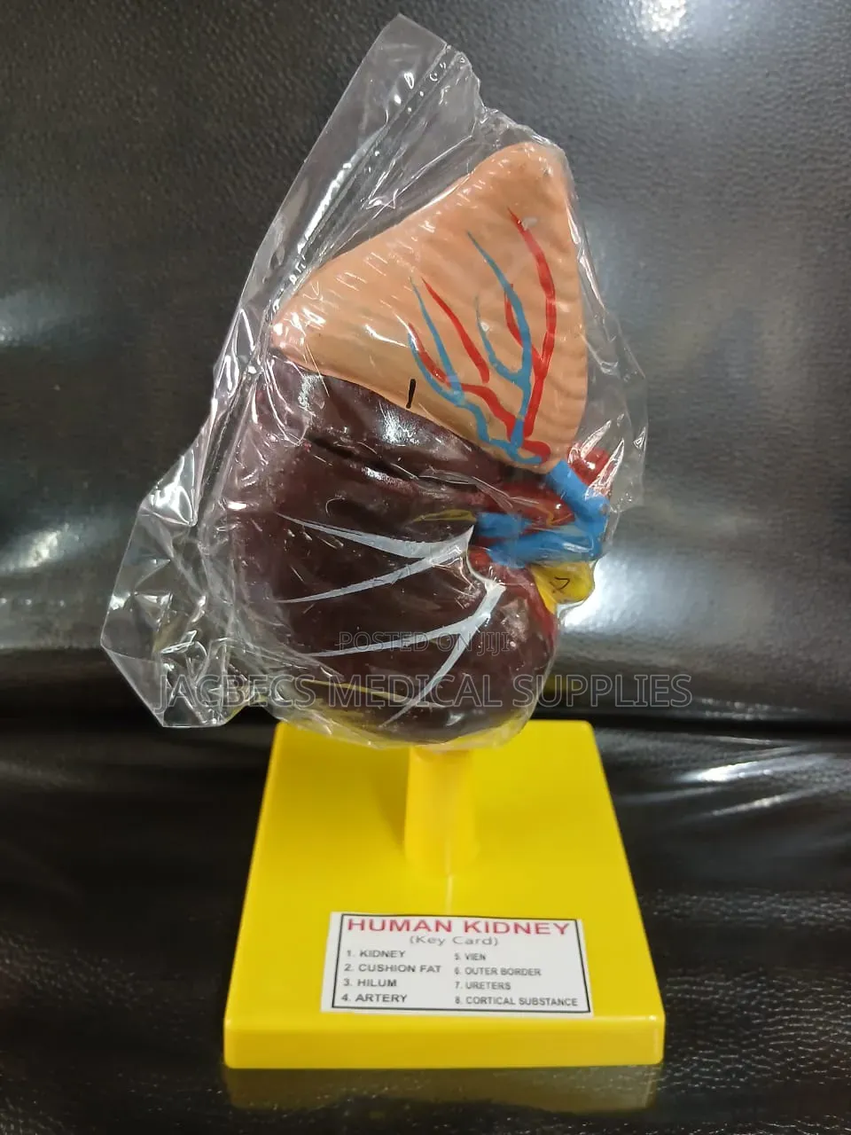 Human Kidney Model
