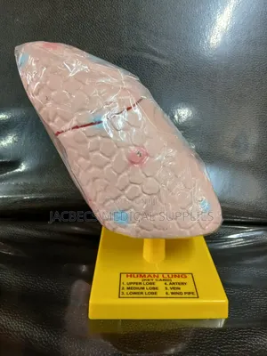 Human Lung Model