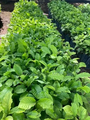 Coffee Seedlings