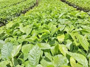 Coffee Cutting Seedlings