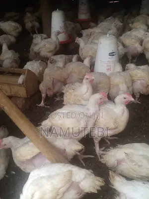 Broilers Hen