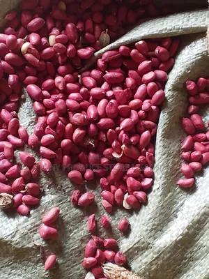 G Nuts for Wholesale