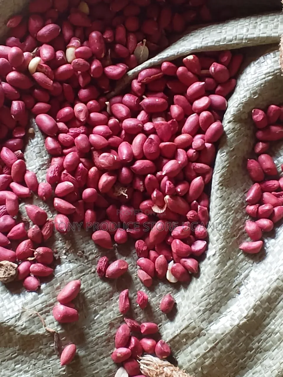 G Nuts for Wholesale