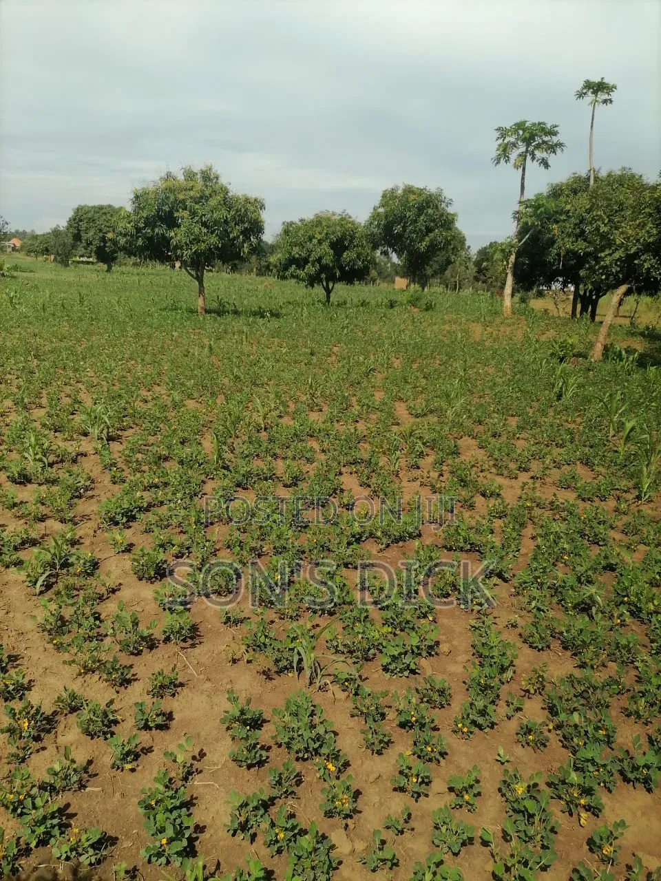 Plot for Sale Located in Bugiri Town East Division